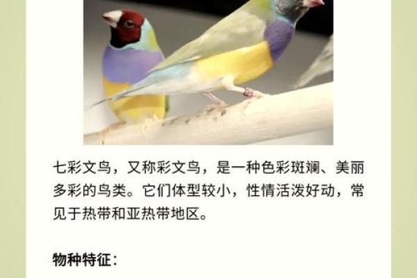 七彩文鸟风水