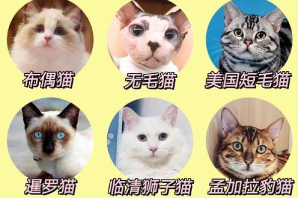 十二星座哪个最会养鱼