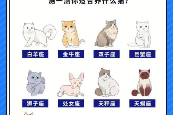 12星座射手座适合养什么猫