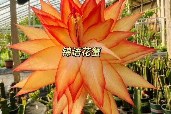 蟹爪兰风水寓意
