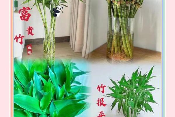居家：富贵竹摆放在什么方位好