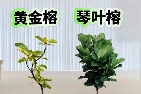 客厅植物摆放，风水摆放小常识