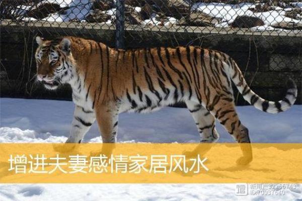 婚姻不稳，如何用风水增进感情